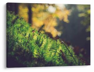Obraz mchu z grzybem (70x50 cm)