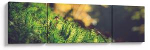Obraz mchu z grzybem (170x50 cm)