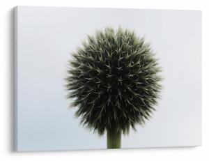 Obraz kuli kwiatowej (70x50 cm)