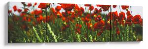 Obraz maków na wietrze (170x50 cm)