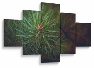 Obraz - Detal sosny (125x70 cm)