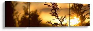 Obraz - słońce zachodzące za drzewami (170x50 cm)