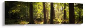 Obraz sennego lasu (170x50 cm)