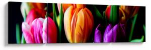 Obraz tulipanów na czarnym tle (170x50 cm)
