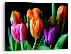Obraz tulipanów na czarnym tle (70x50 cm)