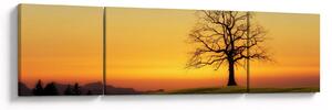 Obraz drzewa na polu (170x50 cm)