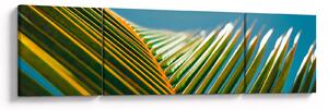 Obraz - Detal liścia palmowego (170x50 cm)