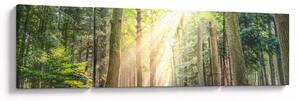Obraz ścieżki w lesie (170x50 cm)