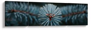 Obraz gałązki drzewa iglastego (170x50 cm)