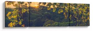 Obraz - Winnica (170x50 cm)