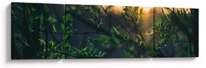 Obraz słońca przeświecającego przez gałęzie drzew (170x50 cm)