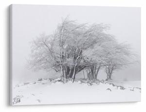 Obraz - Biała zima (70x50 cm)