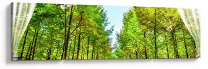 Obraz - Widok na las (170x50 cm)