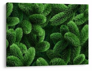 Obraz - Gałązki drzew iglastych (70x50 cm)