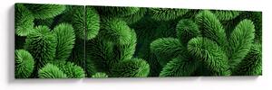 Obraz - Gałązki drzew iglastych (170x50 cm)