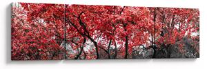 Obraz - Czerwone drzewa, Central Park, New York (170x50 cm)
