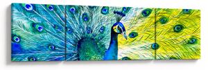 Obraz pawia (170x50 cm)