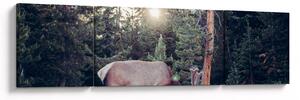 Obraz - Łoś na polanie (170x50 cm)