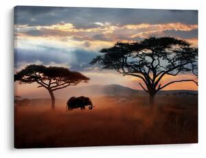Obraz - Park Narodowy Serengeti, Tanzania, Afryka (70x50 cm)