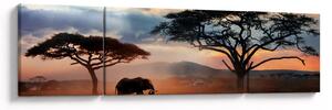 Obraz - Park Narodowy Serengeti, Tanzania, Afryka (170x50 cm)