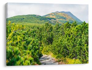 Obraz - Babia Góra, Polska (70x50 cm)
