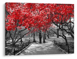 Obraz - Czerwone drzewa, Central Park, New York (70x50 cm)