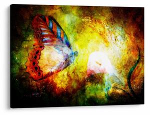Obraz - Kosmiczny motyl (70x50 cm)
