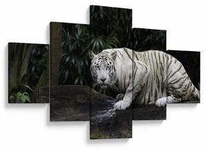 Obraz - Tygrys albinos (125x70 cm)