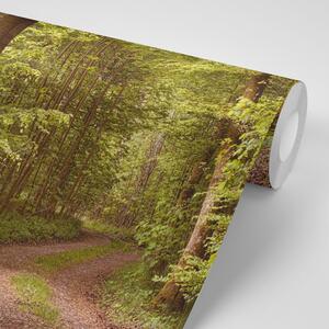 Samoprzylepna fototapeta zielony las