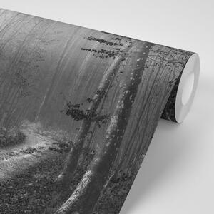 Fototapeta czarno-biała ścieżka do lasu