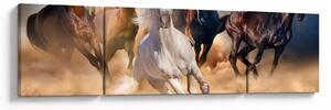 Obraz - Konie na pustyni (170x50 cm)