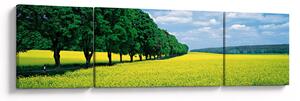 Obraz pola z aleją (170x50 cm)