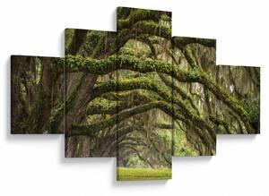 Obraz - Oaks Avenue, Charleston, Karolina Południowa, USA (125x70 cm)