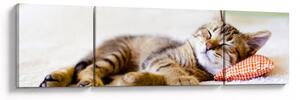 Obraz - Śpiący kotek (170x50 cm)