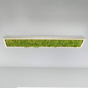 JUST LIGHT. GmbH Lampa sufitowa LED Green Knut, możliwość ściemniania, zielony, salon / jadalnia, nowoczesny