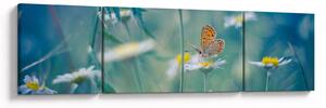 Obraz - Motyl na stokrotce (170x50 cm)