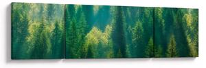 Obraz - Las sosnowy (170x50 cm)