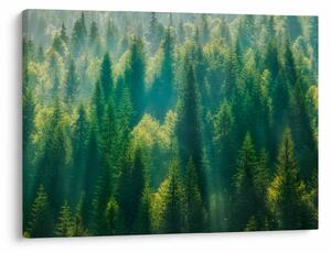 Obraz - Las sosnowy (70x50 cm)