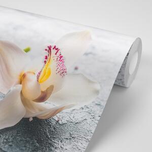 Fototapeta kwiaty orchidei