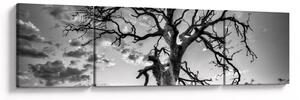 Obraz - Czarno - białe drzewo (170x50 cm)