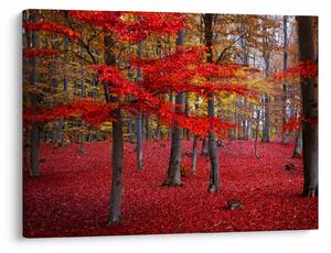 Obraz - Czerwony Las (70x50 cm)