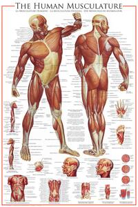 Plakat, Obraz The Muscular System