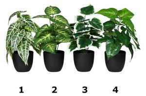 Rośliny w doniczce - 30 cm - roślina 2