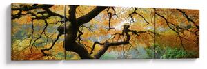 Obraz żółtego klonu japońskiego, Portland, Oregon (170x50 cm)