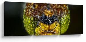 Szczegółowy obraz oczu owadów (z zegarem) (90x30 cm)