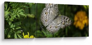 Obraz - biały motyl (z zegarem) (90x30 cm)