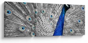 Obraz - niebieski paw (z zegarem) (90x30 cm)