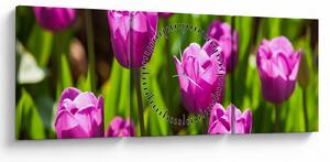Obraz tulipanów na łące (z zegarem) (90x30 cm)