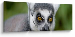 Obraz lemura (z zegarem) (90x30 cm)