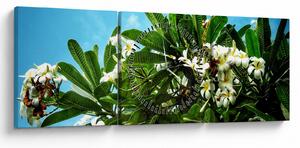Obraz - Plumeria (z zegarem) (90x30 cm)